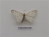 藏品(尺蛾107)的圖片